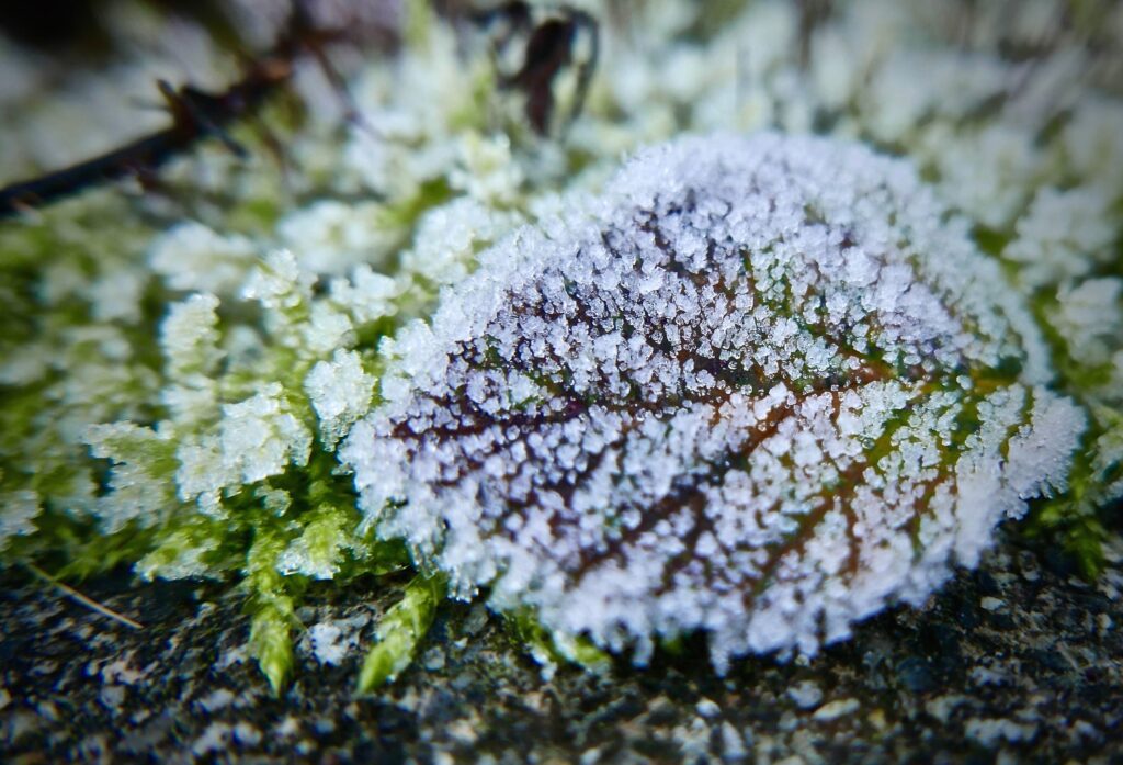 frost on green leaf