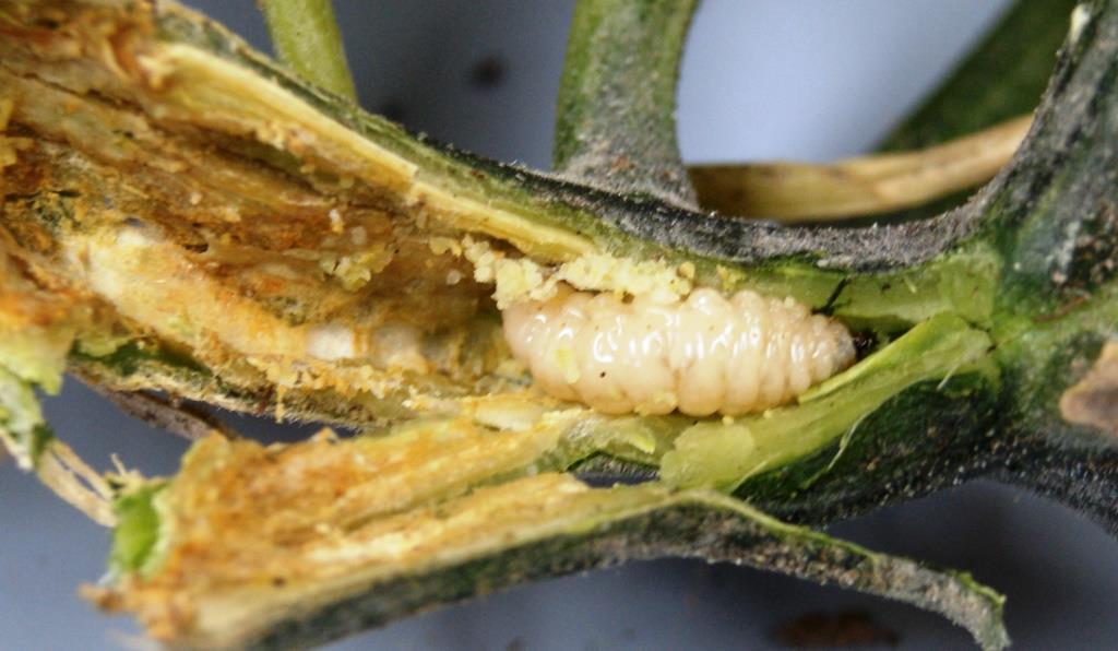 Squash vine borer larva