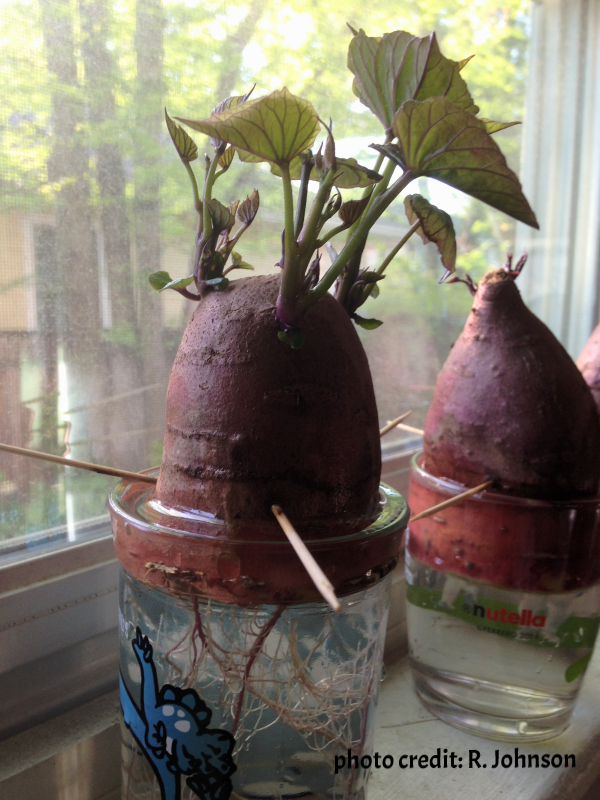 Sweet potato slips