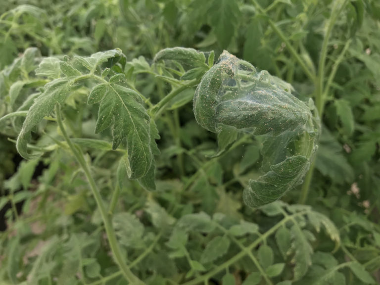 Twospotted spider mites heavily infesting tomato leaves