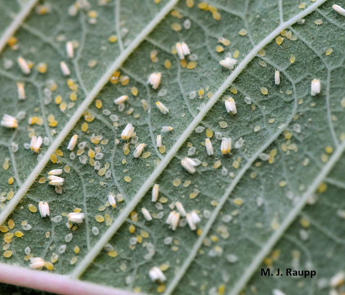 Whiteflies with yellow larvae and silvery pupal cases