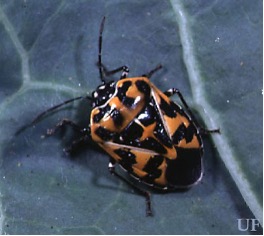 Adult harlequin bug