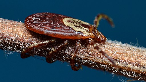 Female American Dog Tick