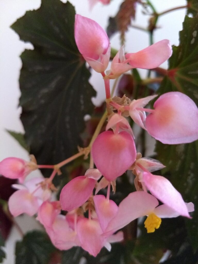 Pink blooms of angel wing begonias