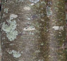 Betula lenta bark