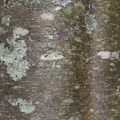 Betula lenta bark