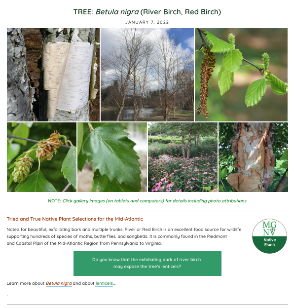 Betula_nigra_Lenticel_Posting