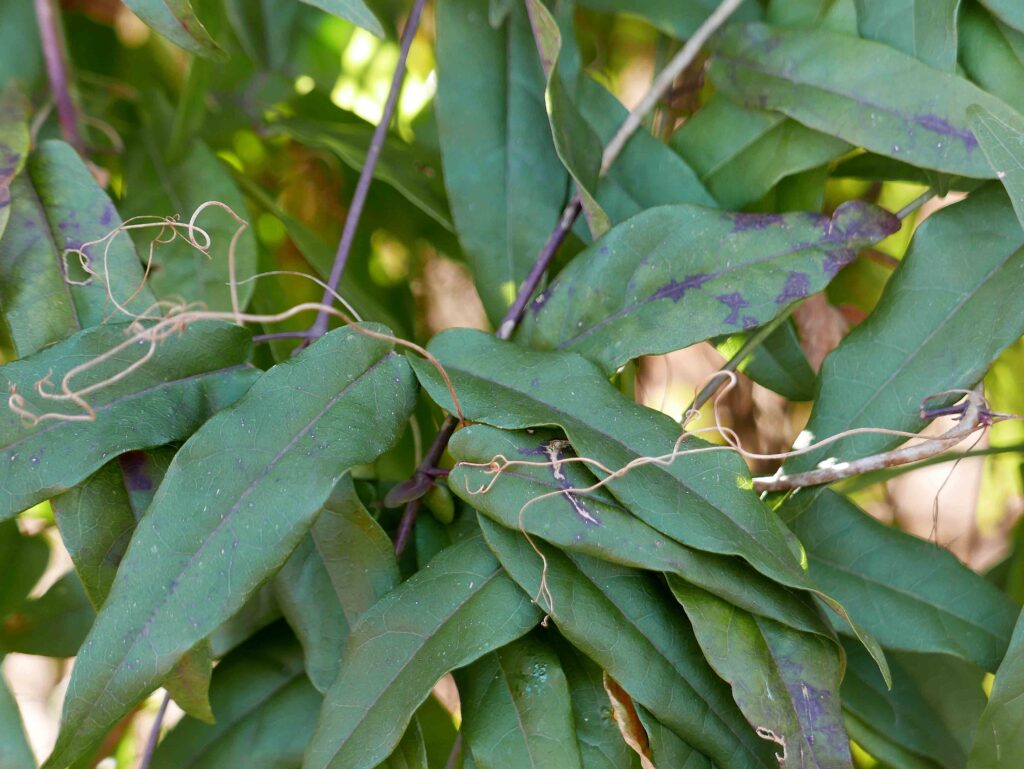 Bignonia capreolata leaves