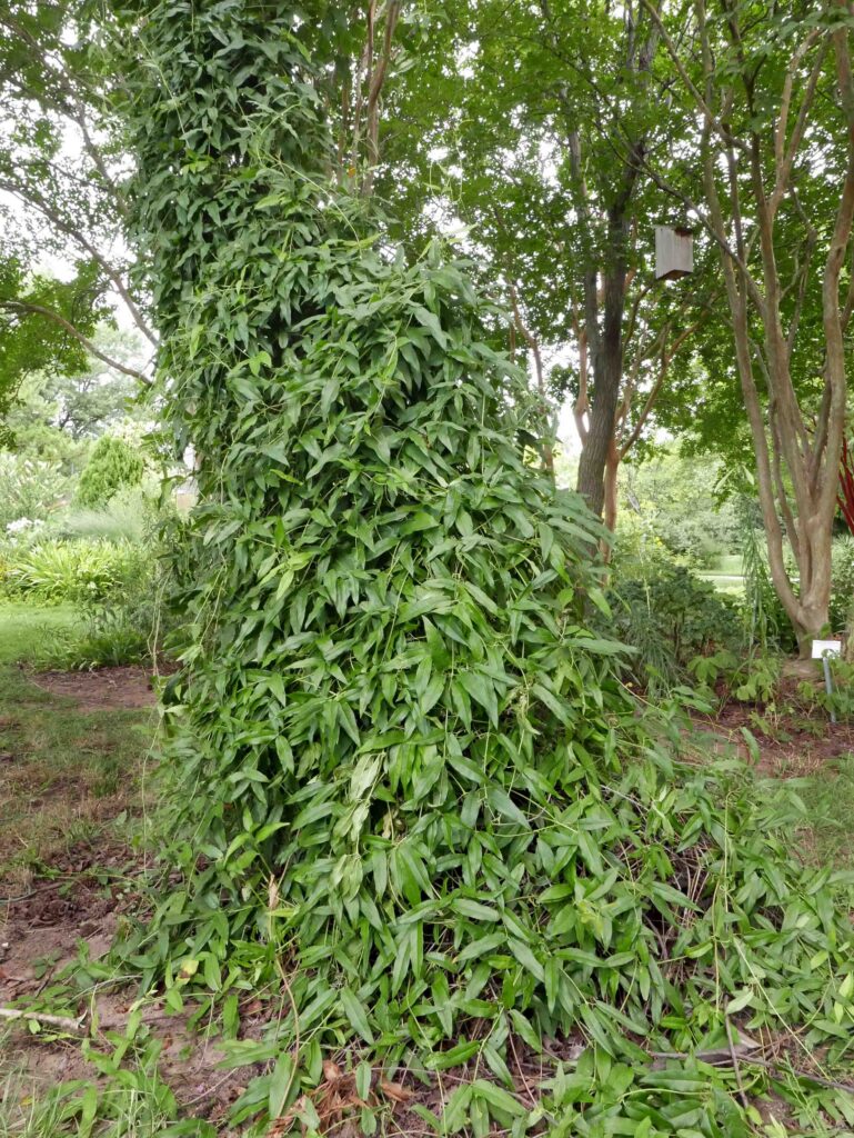 Bignonia capreolata climbing vine