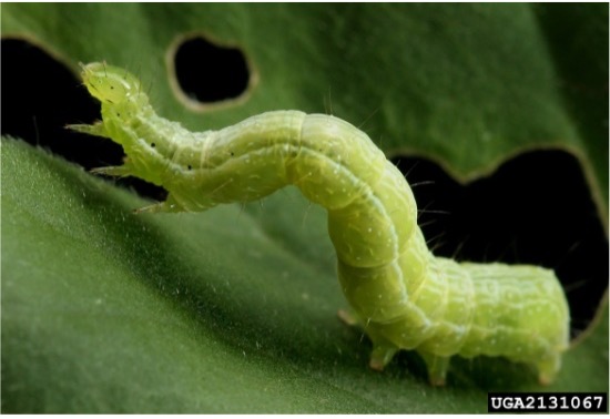 Cabbage looper (Trichoplusia ni)