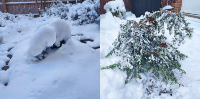 Chamaecyparis cypress in snow and uncovered
