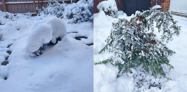 Chamaecyparis cypress in snow and uncovered