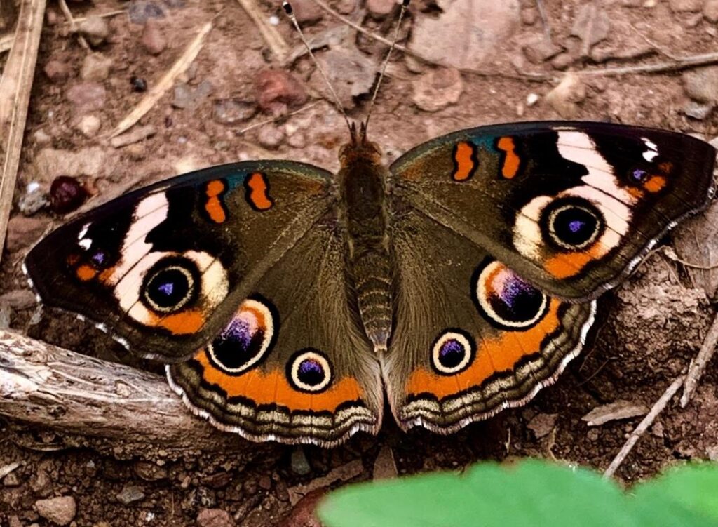 Common buckeye butterfly perches in the Scented Garden in August 2019.