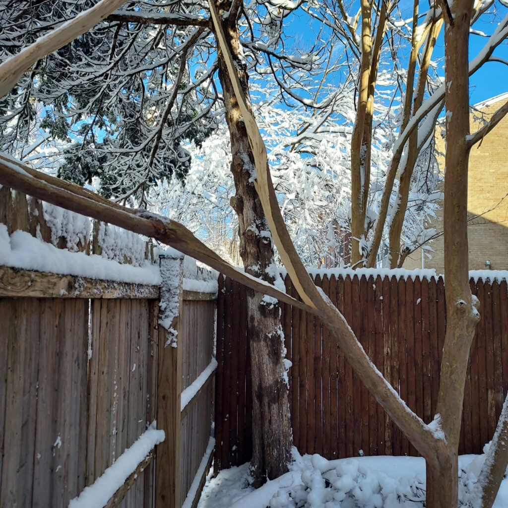 Crape Myrtle branch broken by weight of snow