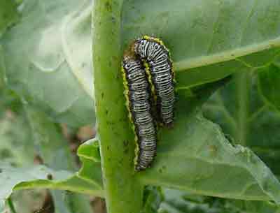 Cross-Striped Cabbageworm
