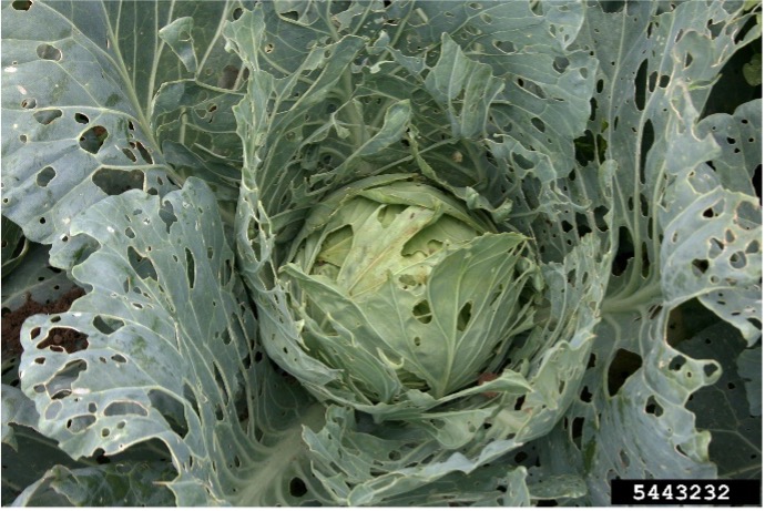 Damage from Imported cabbage worm