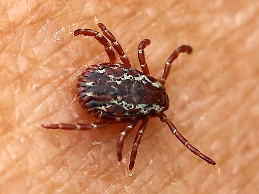 Male American dog tick