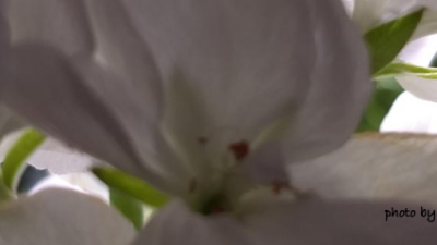 white flowers of the Pelargonium x hybridum (geranium)