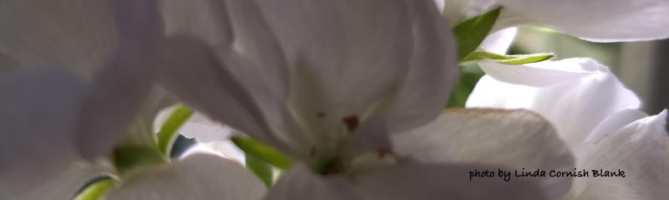 white flowers of the Pelargonium x hybridum (geranium)