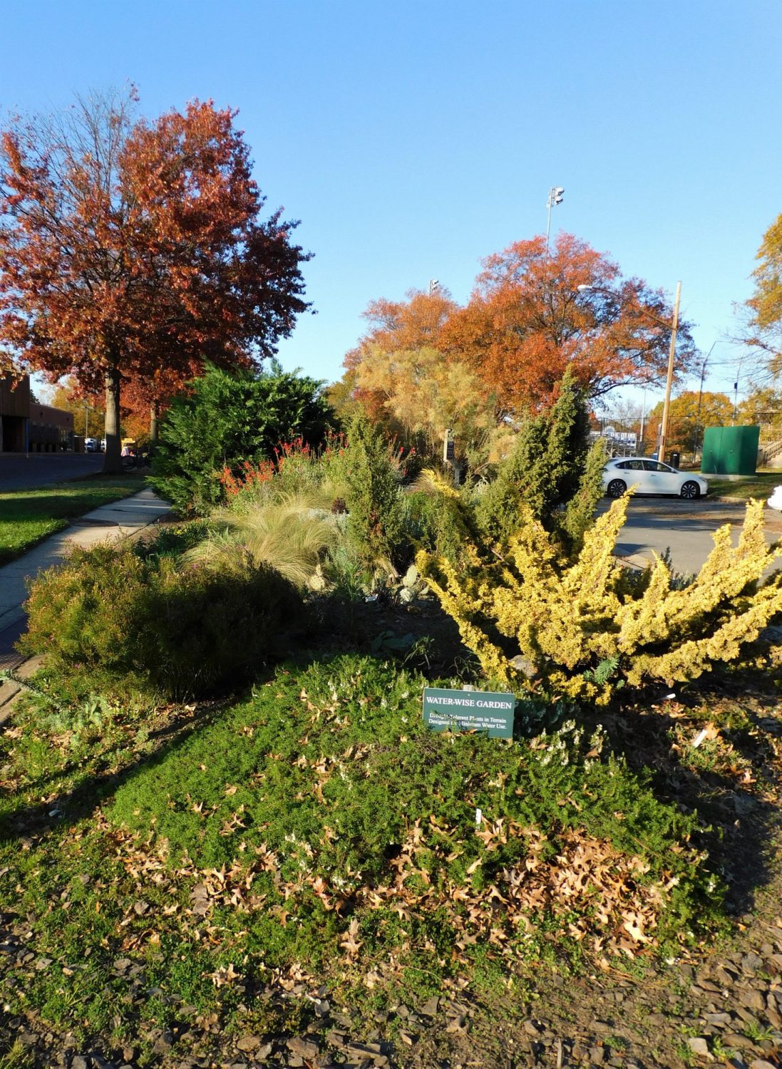Deciduous trees reach peak color in autumn but the stunning gold foliage of Juniperus chinensis 'Blaauw Golden,' seen in front in November 2020, remains highly ornamental throughout the year. Spikes of Salvia darcyi (red mountain sage) peak above the conifers.
