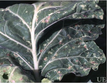 Feeding injury by harlequin bug,