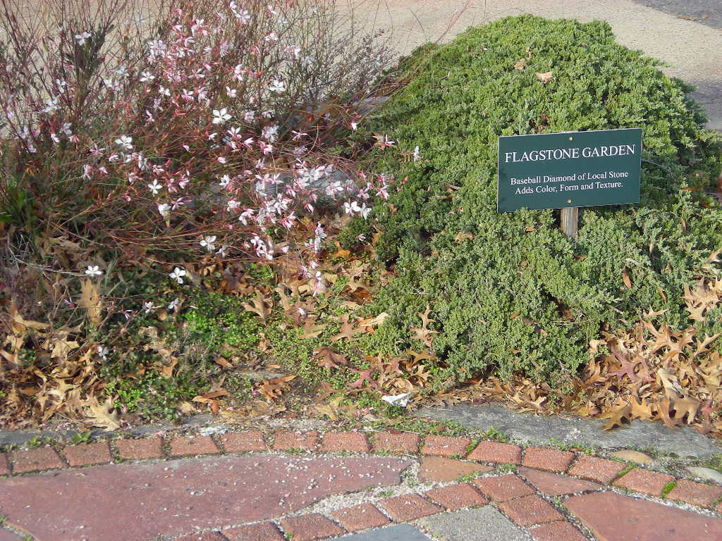 A rock garden borders the flagtone and brick pavement with Oenothera lindheimeri (whirling butterfly plant) and creeping juniper in November 2019.