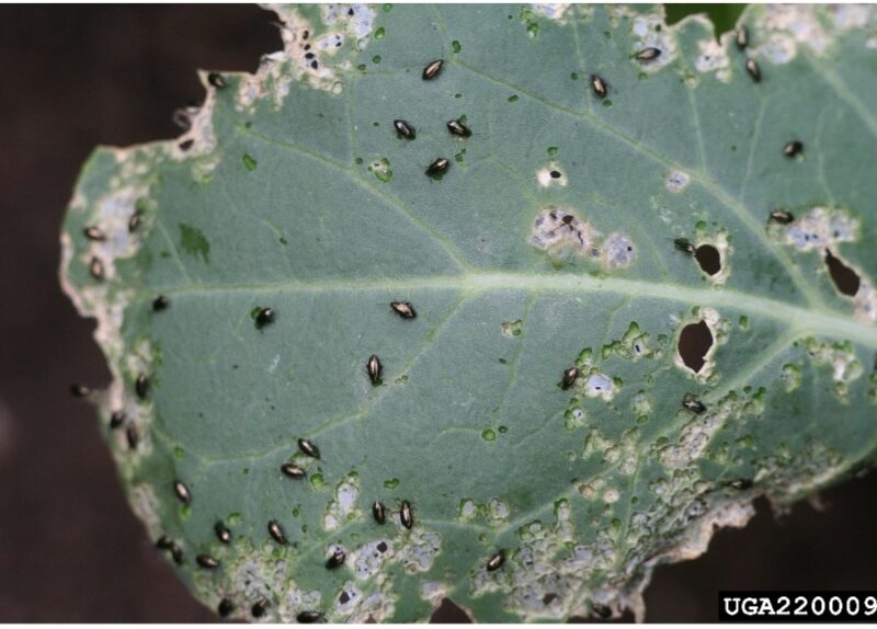 Flea beetles on kale