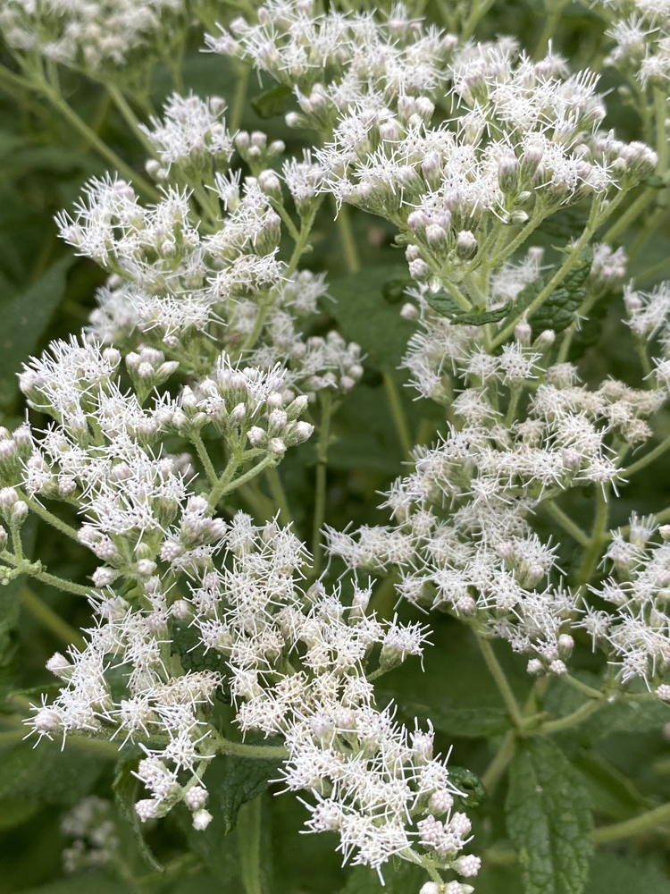 Eupatorium perfoliatum