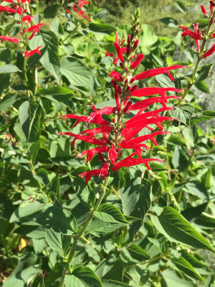 Salvia Elegans - Pineapple Sage