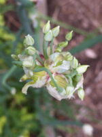 Allium x proliferum