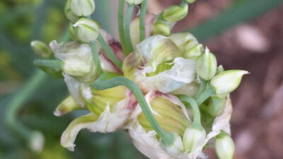 Allium x proliferum
