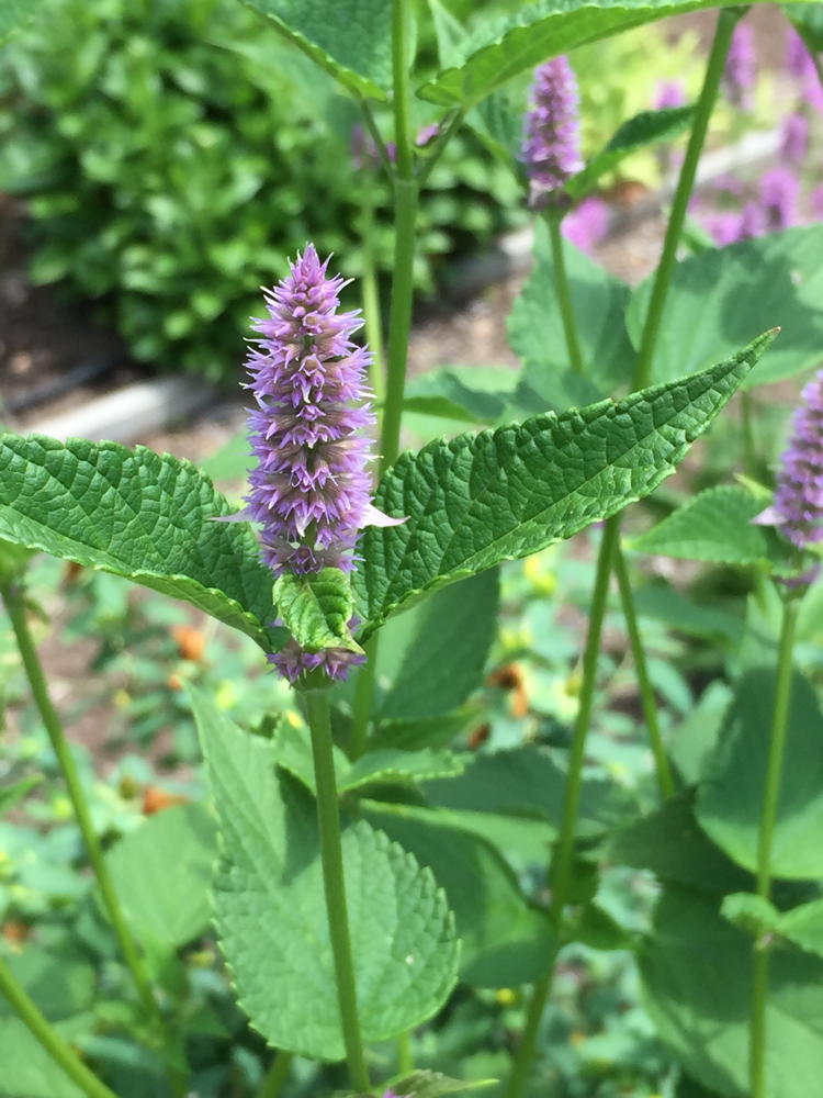 Agastache foeniculum