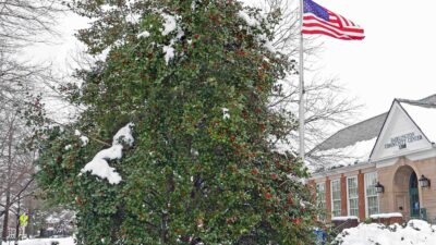 Broadleaf evergreen tree Ilex opaca (American holly) at the Fairlington Community Center on January 5, 2022.