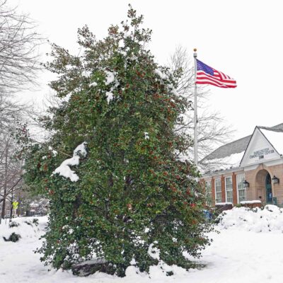 Broadleaf evergreen tree Ilex opaca (American holly) at the Fairlington Community Center on January 5, 2022.