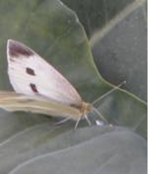 Imported cabbage worm adult