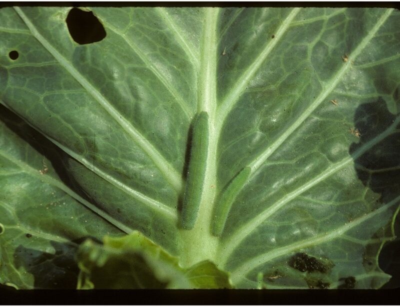 Imported cabbage worm larvae on cabbage
