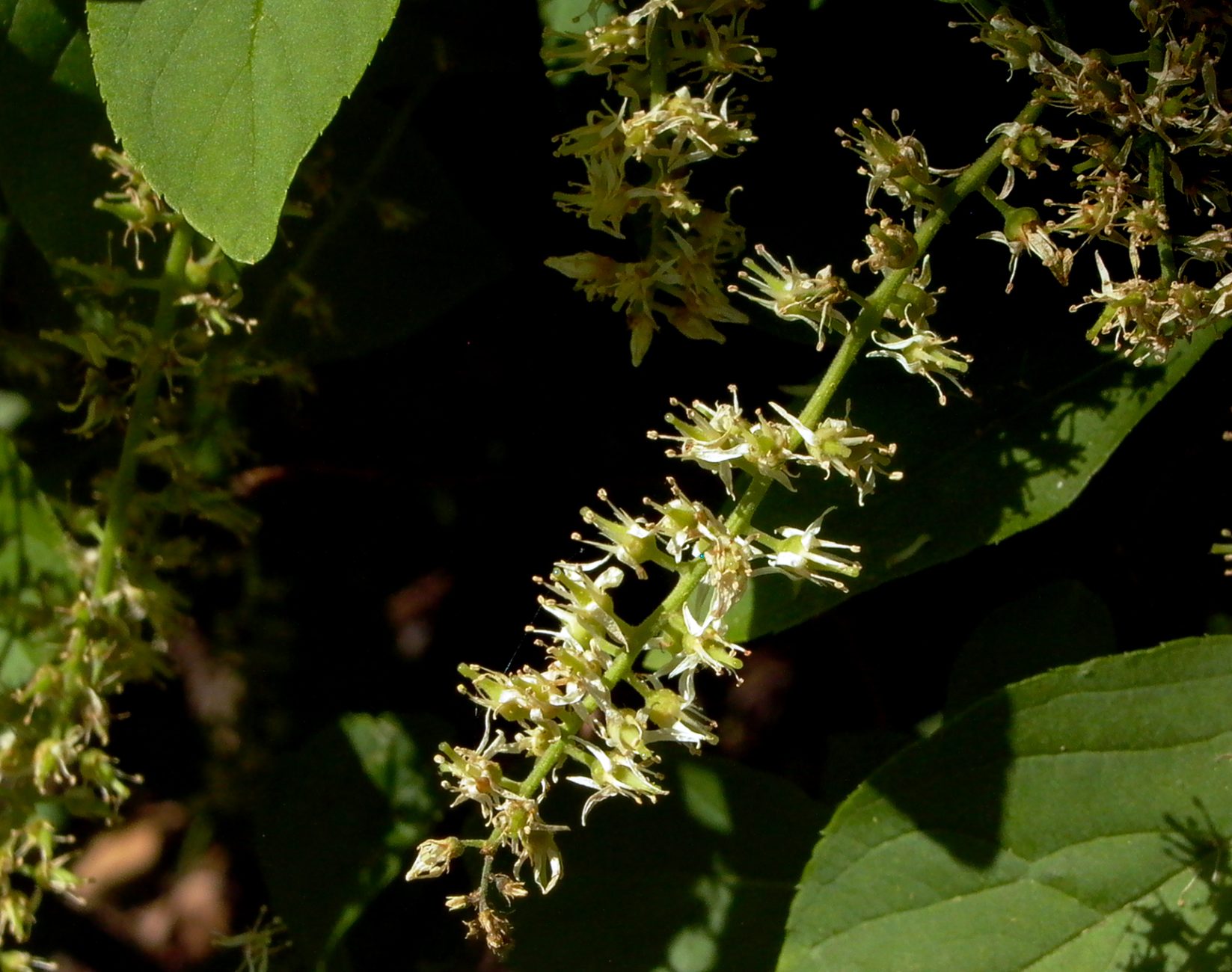Itea virginica (Virginia Sweetspire) maturing seed capsules in June.