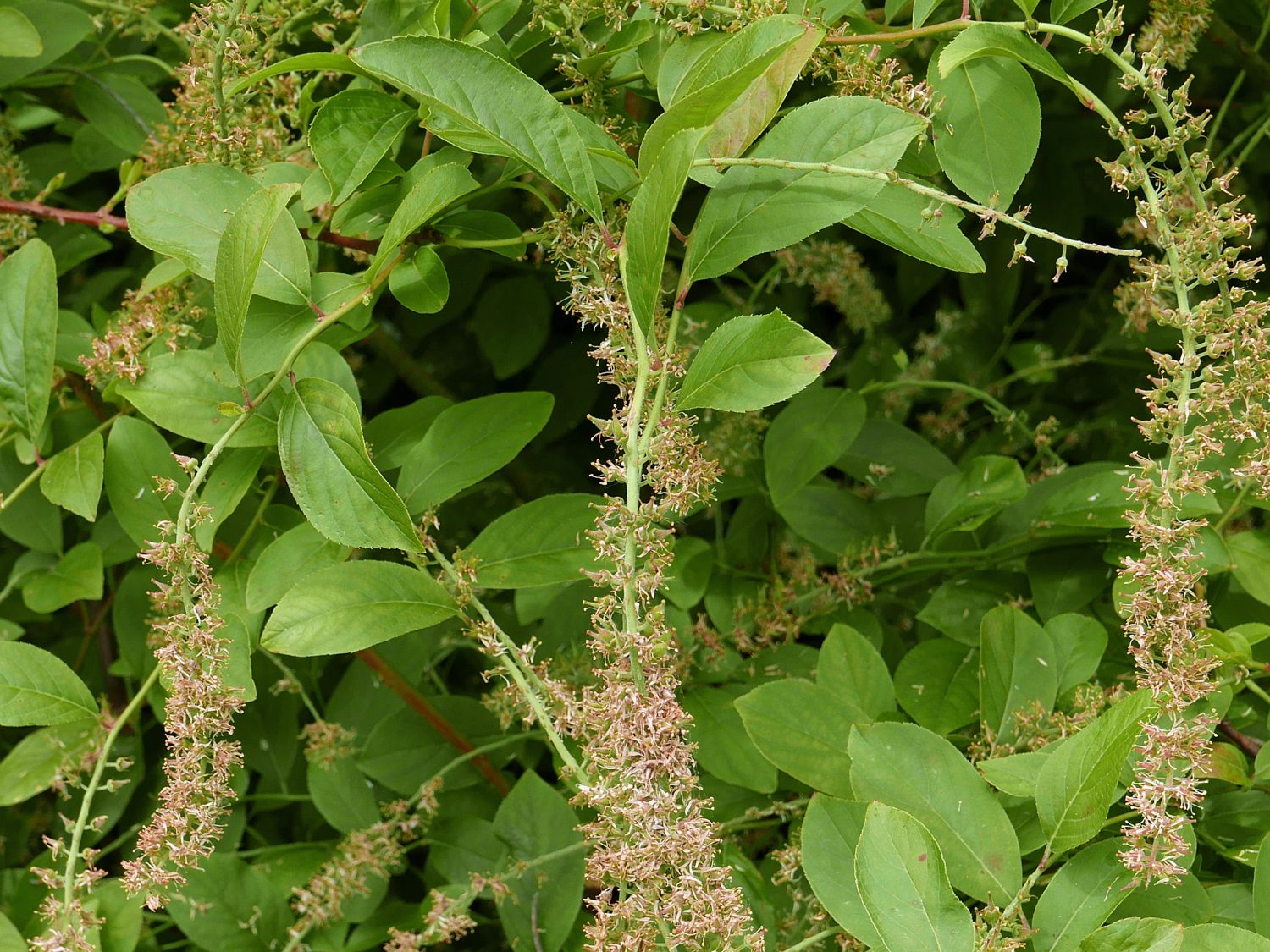 Itea virginica (Virginia Sweetspire) spent flowers in June.