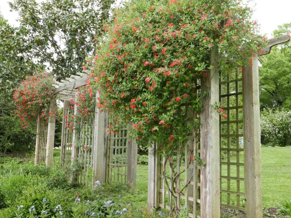 Lonicera sempervirens ar Green Spring Gardens in April