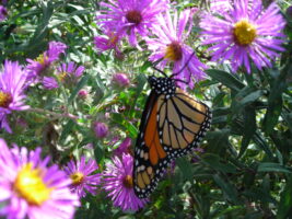 monarch butterfly on asters