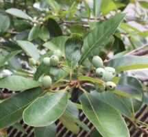 Nyssa sylvatica, Black Gum, Black Tupelo fruit