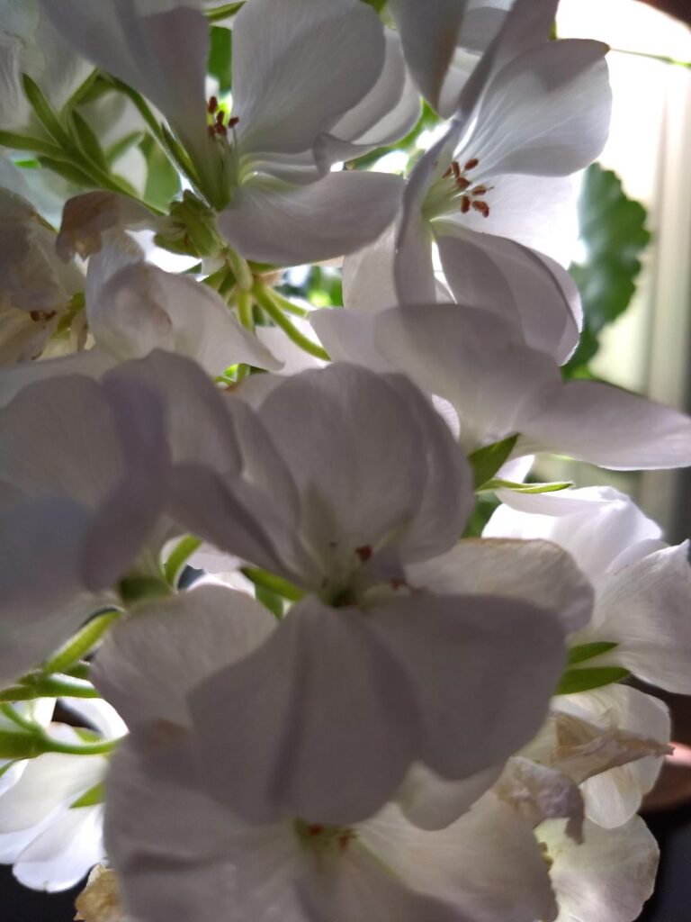 white flowers of the Pelargonium x hybridum (geranium)
