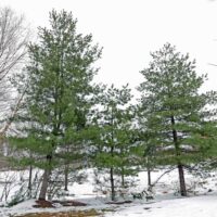 Pinus strobus trees at Fairlington Community Center
