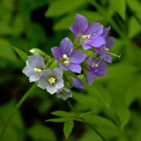 Polemonium reptans, Jacob’s Ladder, Greek Valerian flowers in April