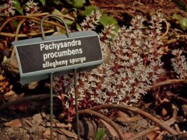 Pachysandra procumbens (Allegheny spurge) flower spikes and stems in March