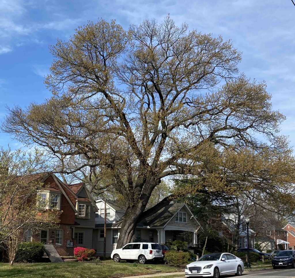 Quercus Alba (White Oak) in residential landscape in March