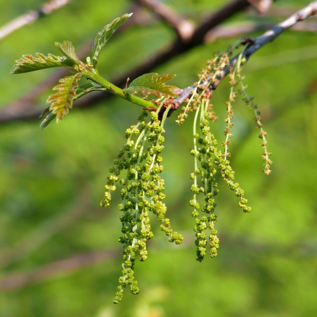 Quercus Alba (White Oak) catkins in April