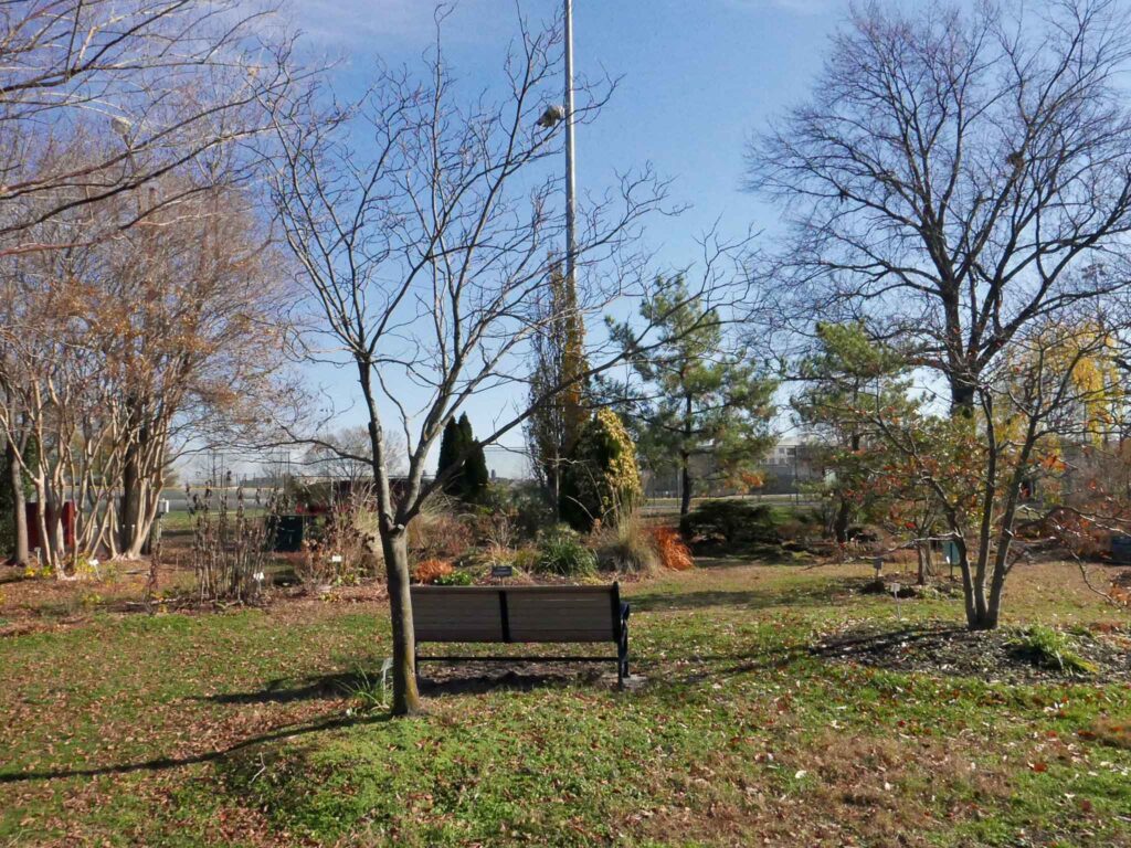 Cladrastis kentukea (Kentucky yellowwood) behind the bench with a view of The Berm in December 2021.