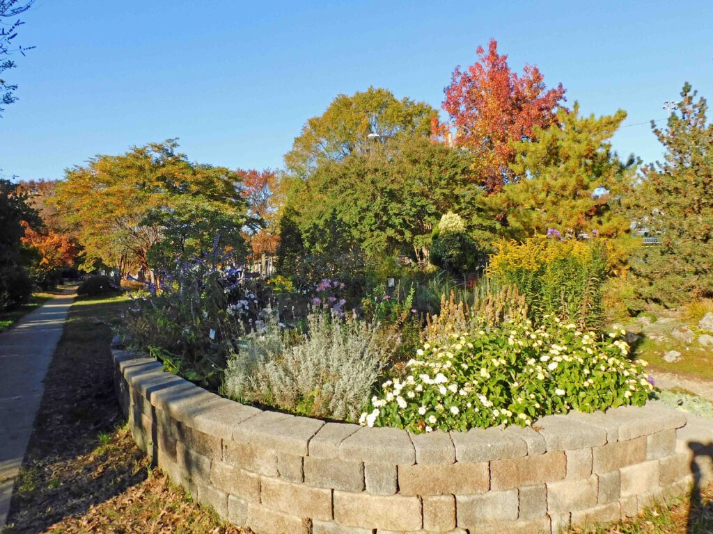 The sun sets on the herb bed with Mexican bush sage, ‘Hidcote’ lavender, and white lantana along the wall and rosemary and goldenrod behind in November 2020.