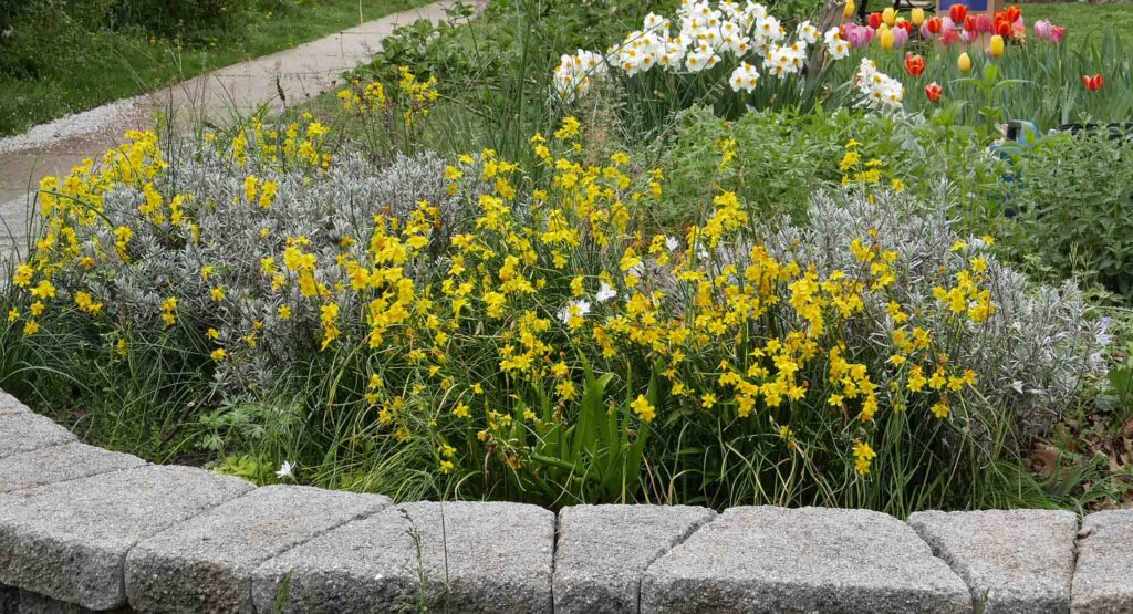 Located to the left of the Tufa Garden, the Scented Garden features dwarf Narcisscus and a variety of tulips in April 2021